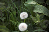 Dandelion