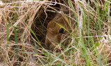 Nesting Hare