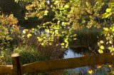 Lake in Autumn