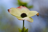 Dogwood