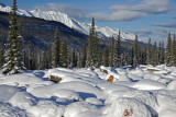 From the Icefields Parkway