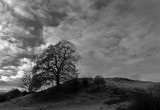 Tree, Hillock and Sky