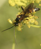 Ichneumon Wasp JL8 #2184
