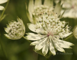 Astrantia major involucrata Margery Fish JL8 #0782