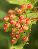 Berries JL8 #3141