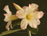 Adenium Hybrid CB106 D8 #8241