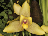 Lycaste Lee Patrick F9 #8569