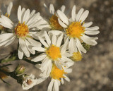 Asters S9 #1503