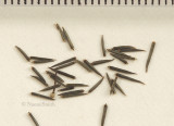 Eupatorium maculatum JA9 #8339