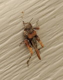 Paratettix cucullatus (Hooded Grouse Locust)  O9 #3957