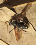 Sericomyia militaris O9 #3348