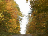 Northumberland Country Road in Autumn O9 7953
