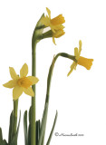 Daffodil Tete-a-Tete  JA10 #5362