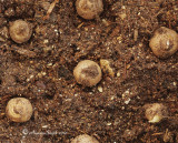 Arisaema candidissimum JA10 #5628 - Year old corms
