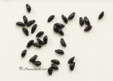 Aquilegia jonesii JA10 #5877