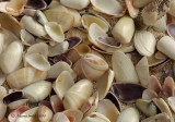 Coquina Shells JA10 #6266
