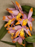 LC. Magic Bell F10 #6678