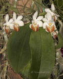 Phalaenopsis parishii V lobbi F10 #6682