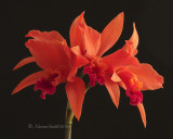 LC. Firedance Patricia F10 #6976