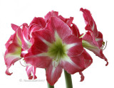 Amaryllis Exposure JA7 #3579