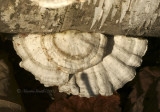 Polypore MR7 #3731