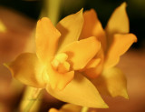 Lycaste cochleata AP7 #3868