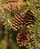 Pinecones AP7 #4022