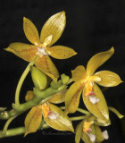 Phalaenopsis Diamond Beauty AP10 #9876
