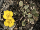Physaria alpina AP10 #9249