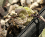 Pysaria alpina seed pods AP10 #9673
