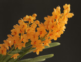 Ascocentrum miniatum AP10 #9979