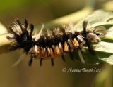 Milkweed Tussock S7 #4100