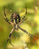 Black and Yellow Argiope S7 #4339