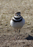 Killdeer-Charadrius vociferus AP8 #8155