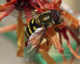 Syrphus torvus AP8 #8369