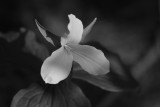 Trillium