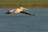 American White Pelican