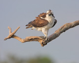 Osprey