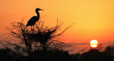 Great Blue Heron at nest (sunrise)