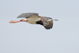 Tricolored Heron flight