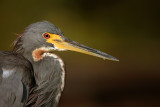 Tricolored Heron