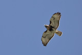 Red-tailed Hawk (Guaraguao Colirrojo)