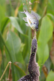 Anhinga and fish