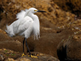 Snowy Egret