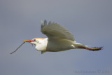 Cattle Egret flight