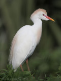 Cattle Egret (breeding plumage)