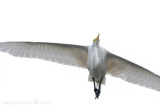 Great Egret flight