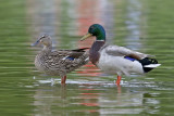 Mallard Ducks