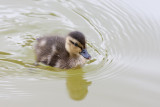 Mallard duckling