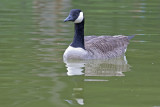 Canada Goose